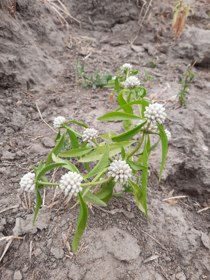Athroisma stuhlmannii photo 2