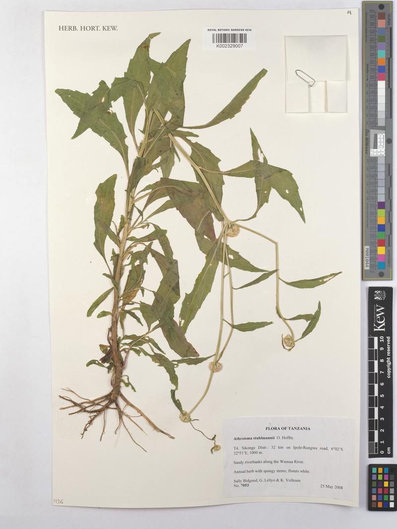 Athroisma stuhlmannii photo 3