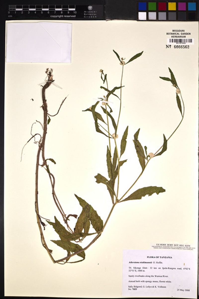 Athroisma stuhlmannii photo 4