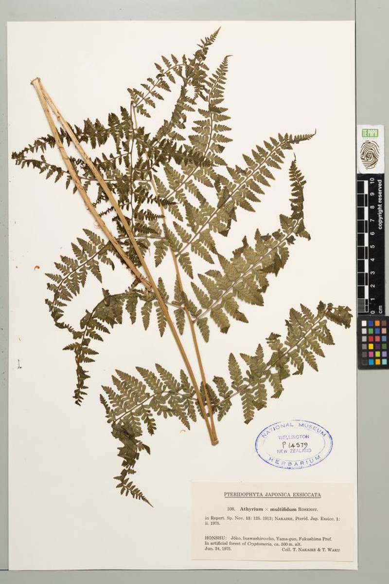 Athyrium × multifidum