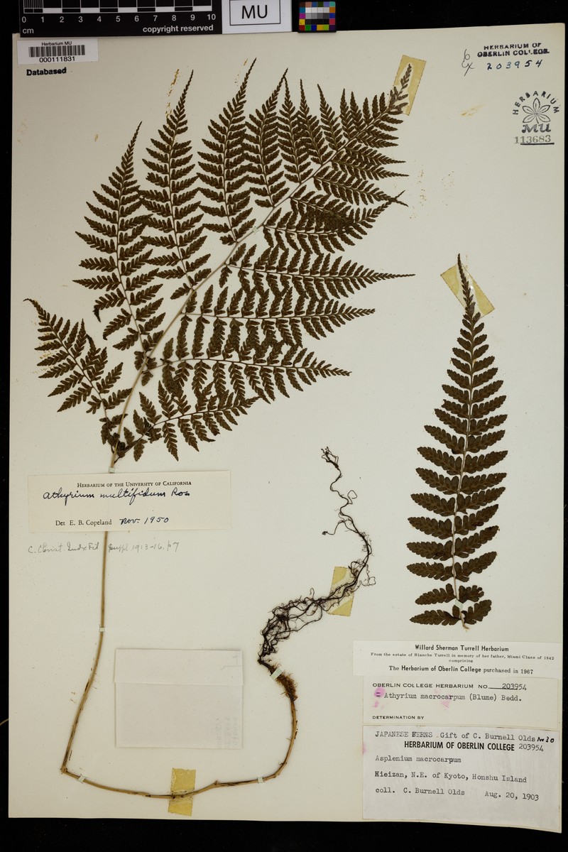 Athyrium × multifidum photo 2