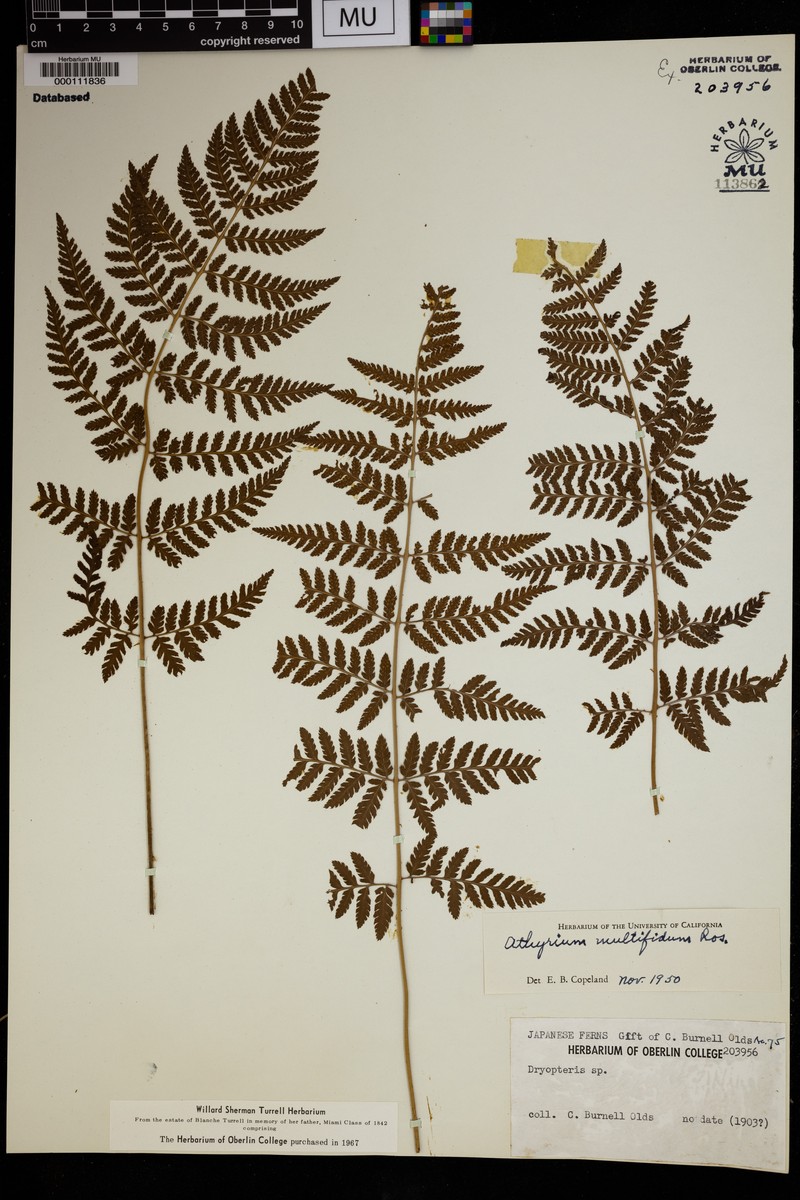 Athyrium × multifidum photo 3