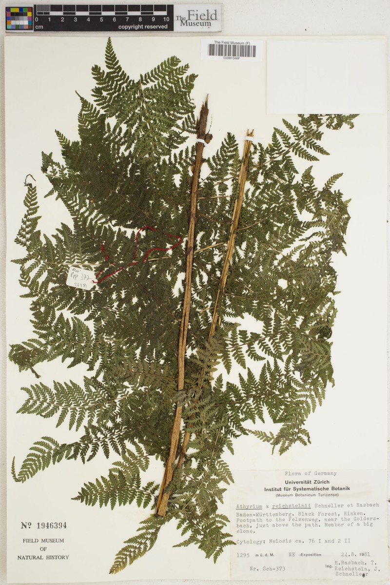 Athyrium × reichsteinii