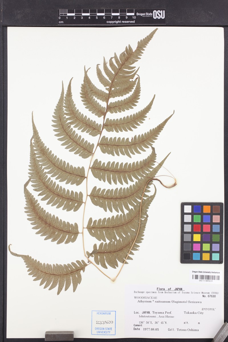 Athyrium × saitoanum