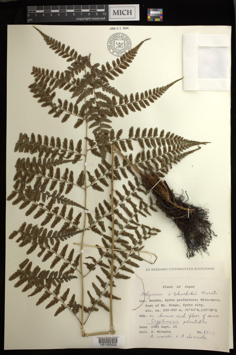 Athyrium × tokashikii