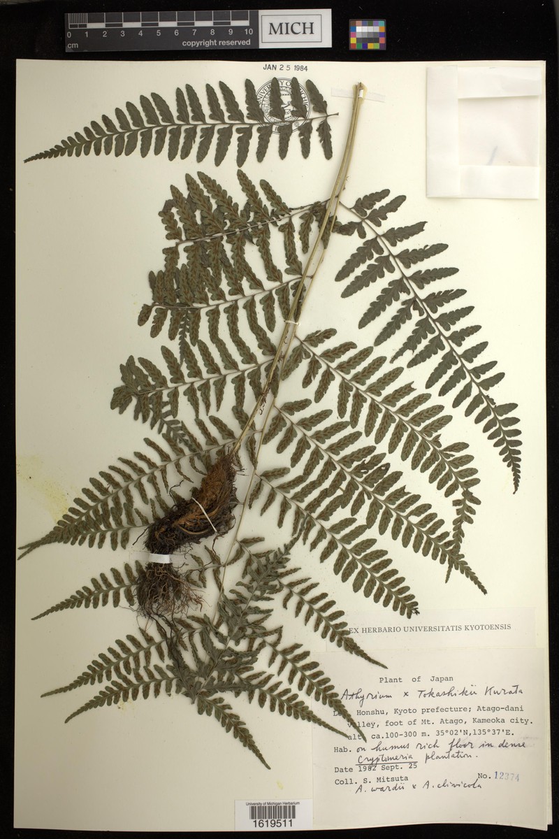 Athyrium × tokashikii photo 2