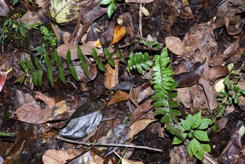 Athyrium aberrans