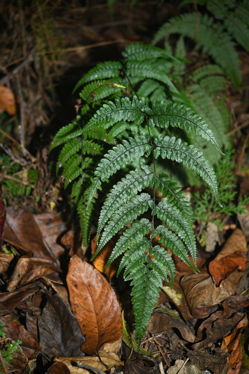 Athyrium adpressum