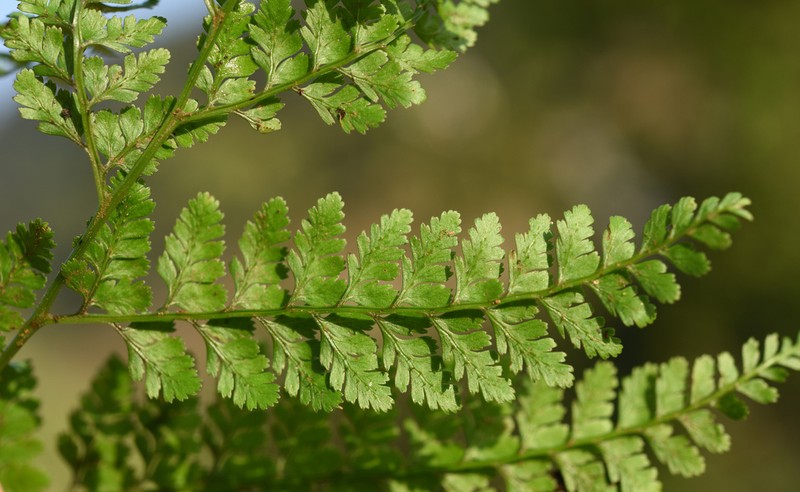 Athyrium adpressum photo 2