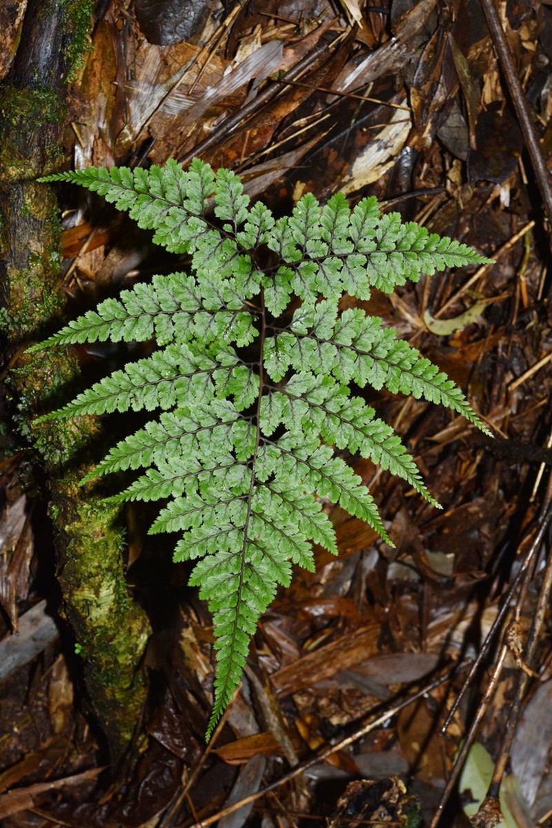 Athyrium adpressum photo 3