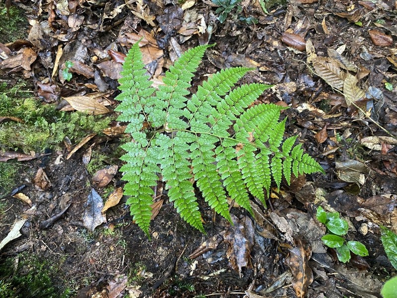 Athyrium adpressum photo 4