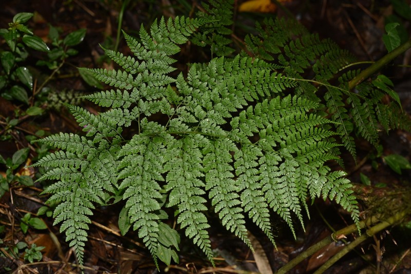 Athyrium adpressum photo 5