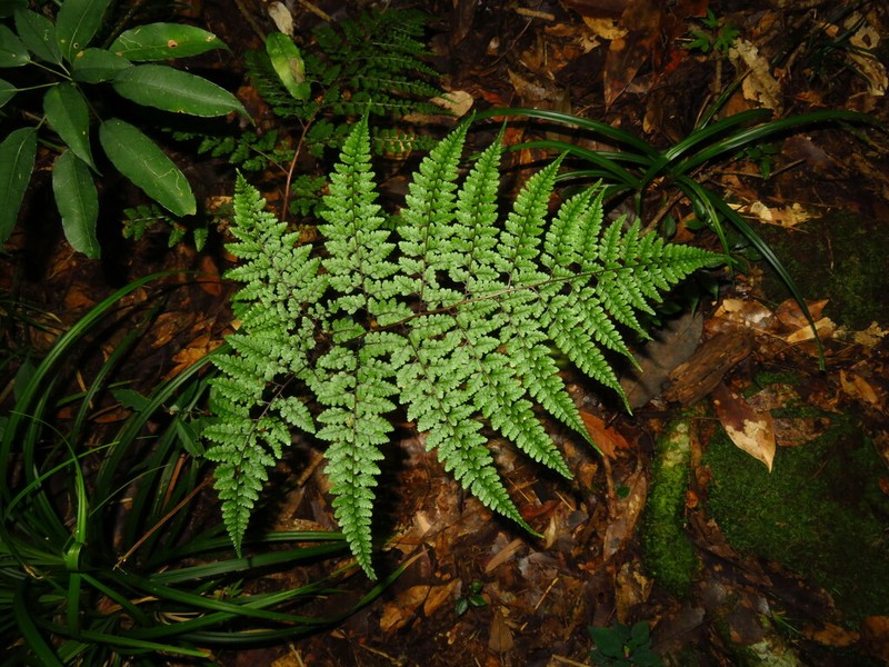 Athyrium adpressum photo 6