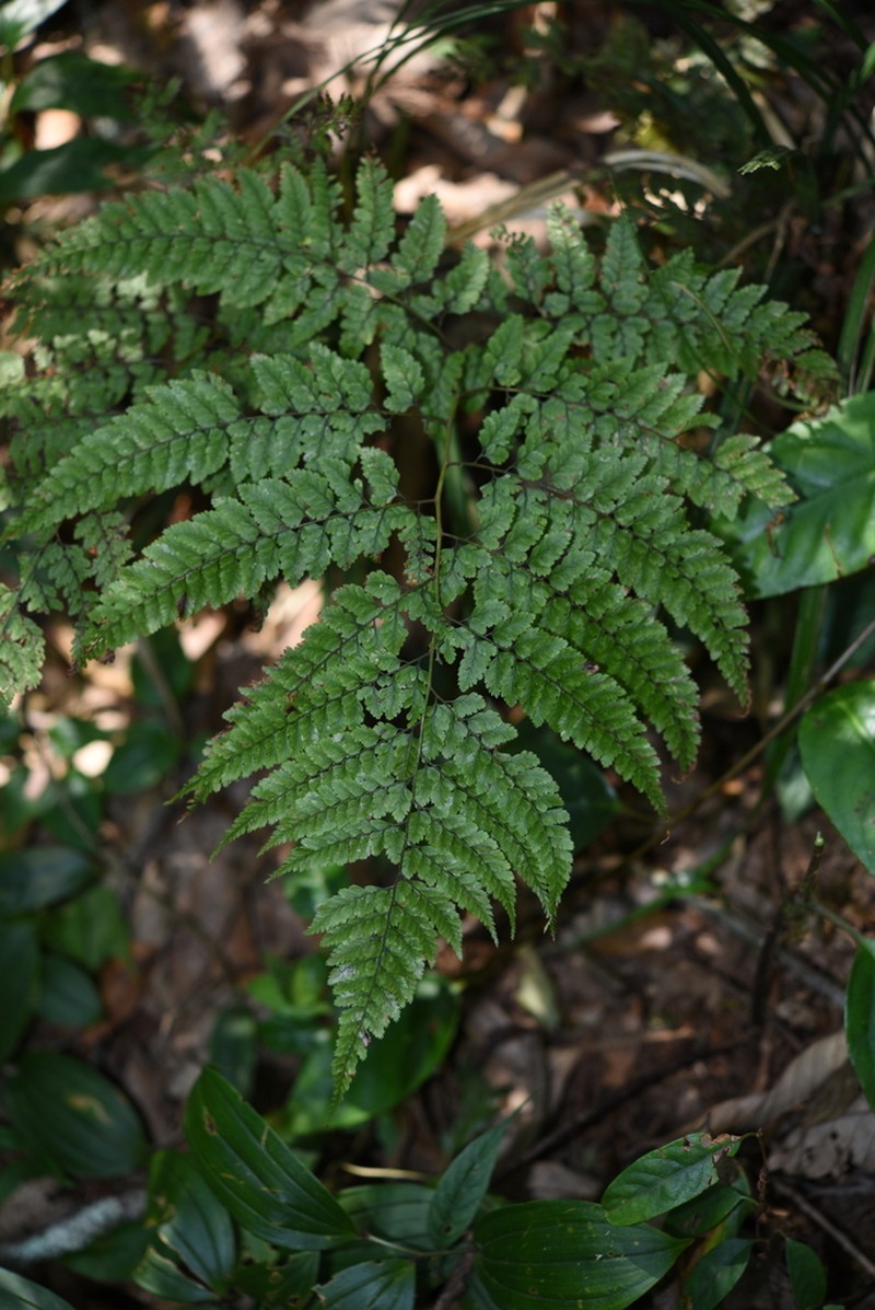Athyrium adpressum photo 7