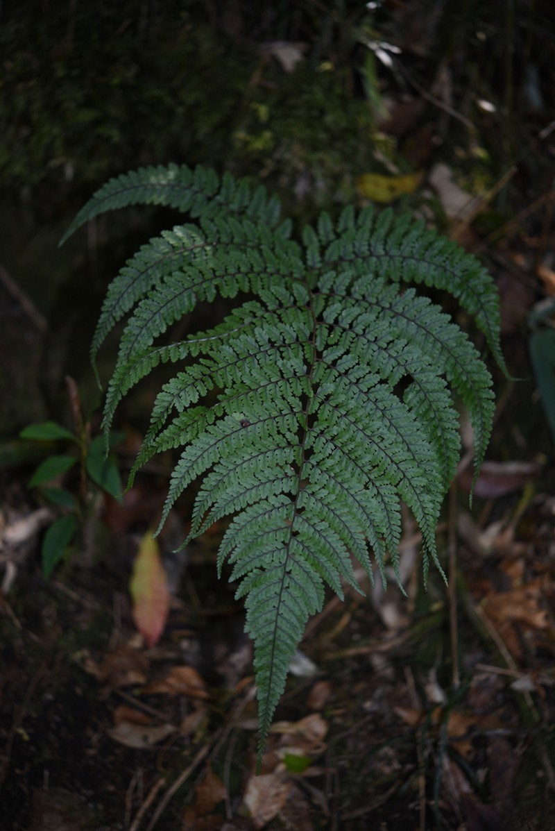 Athyrium adpressum photo 8