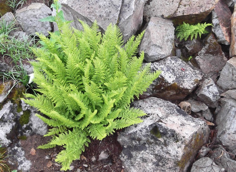 Alpine Ladyfern