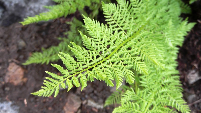 Alpine Ladyfern photo 3