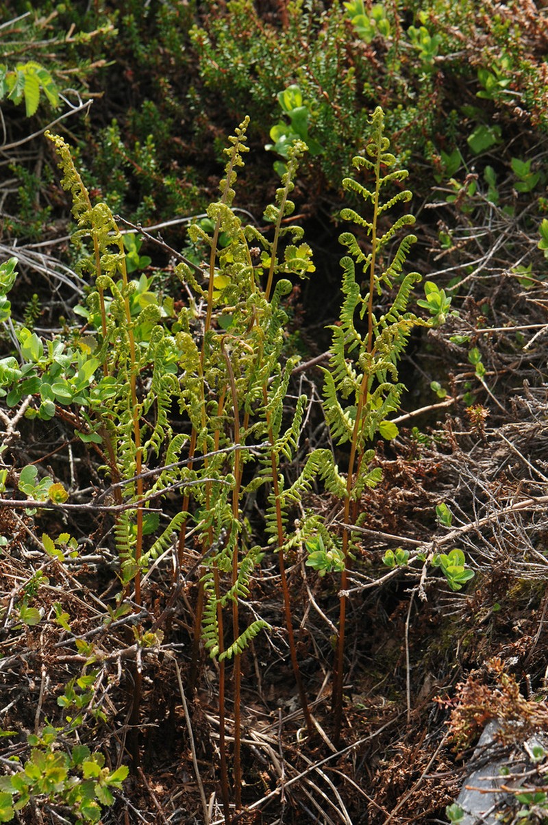 Alpine Ladyfern photo 4