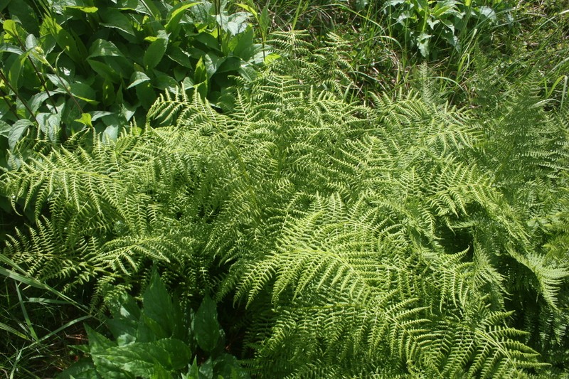 Alpine Ladyfern photo 5