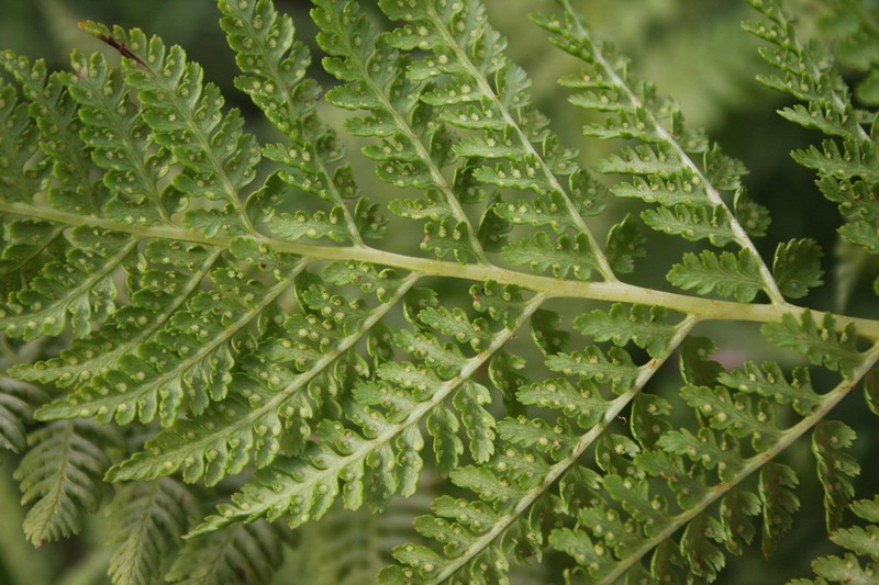 Alpine Ladyfern photo 6