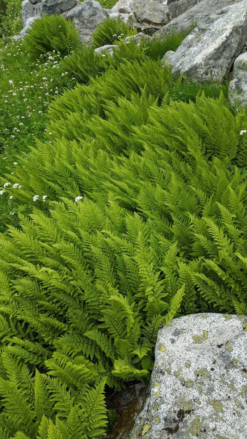 Alpine Ladyfern photo 7