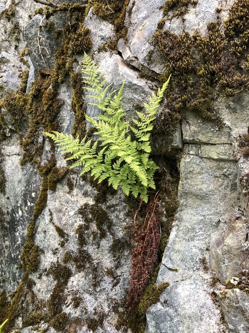 Alpine Ladyfern photo 8