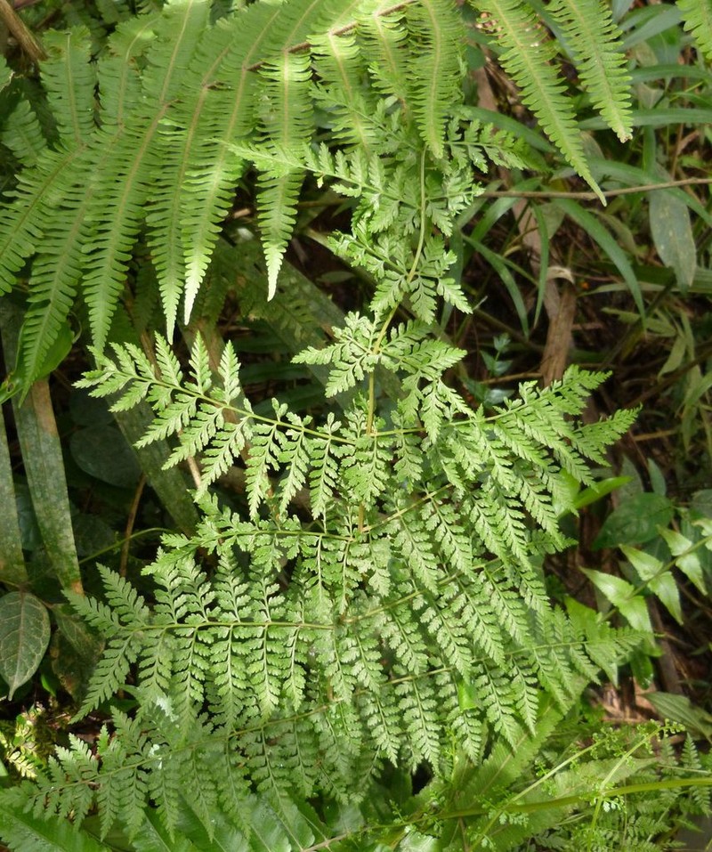 Athyrium ammifolium