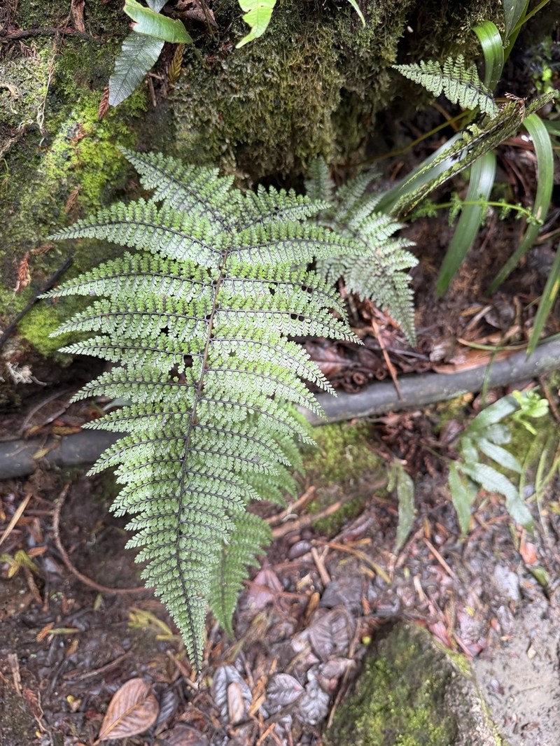 Athyrium amoenum