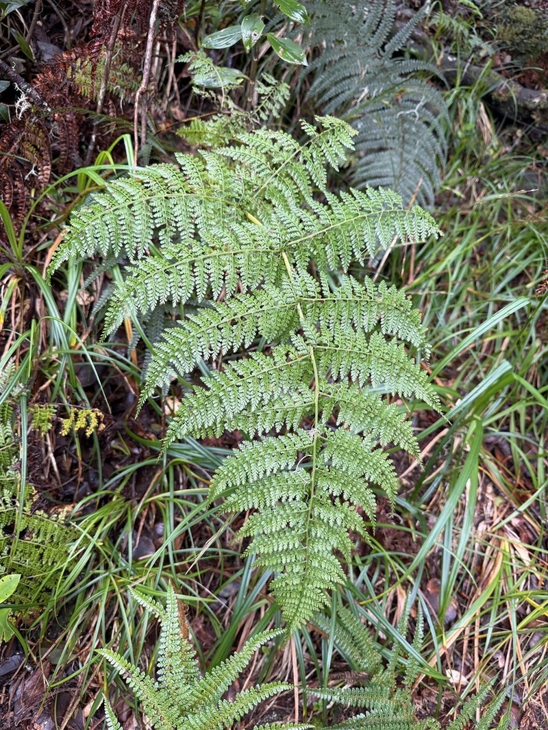Athyrium amoenum photo 2