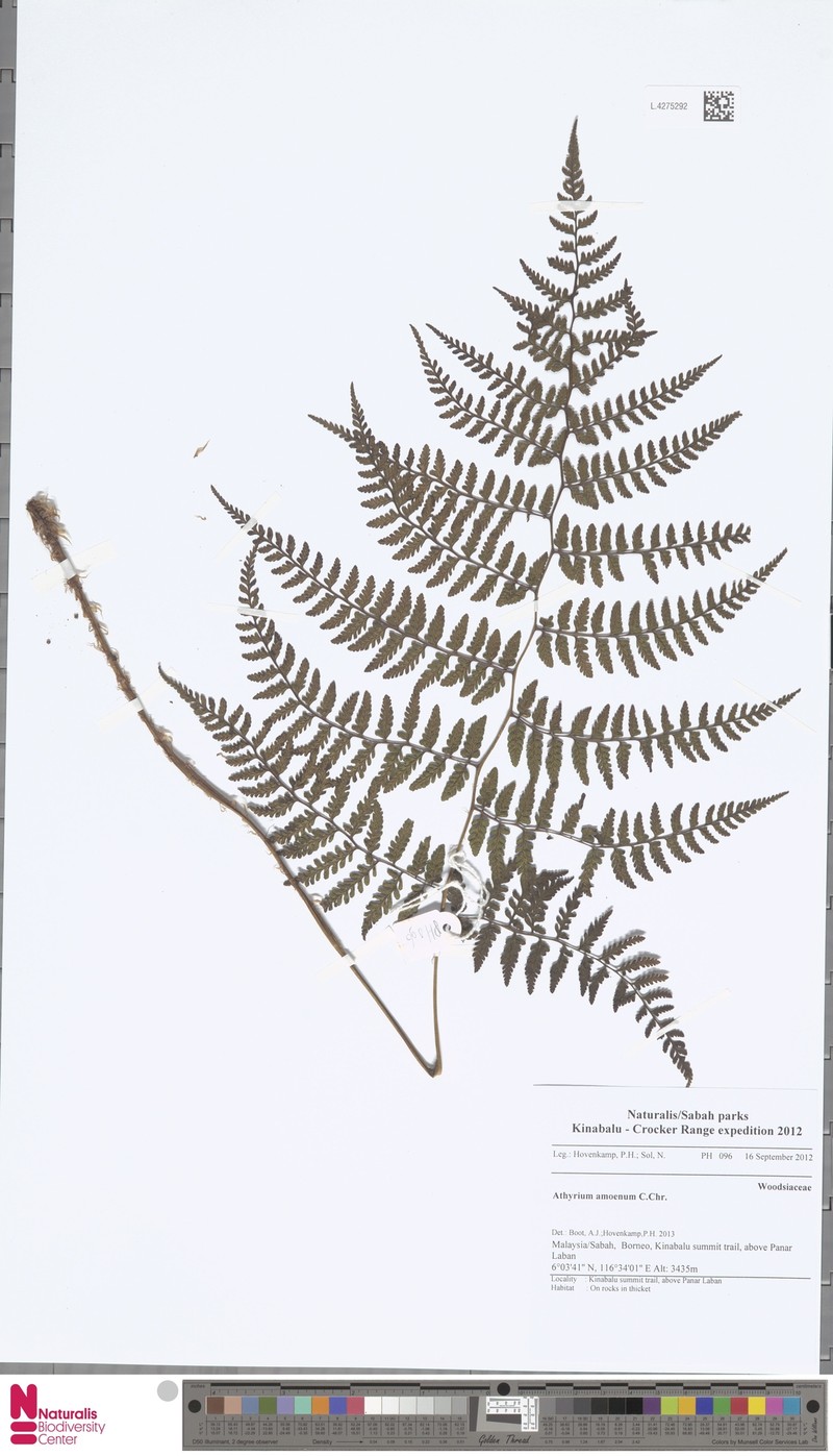 Athyrium amoenum photo 3