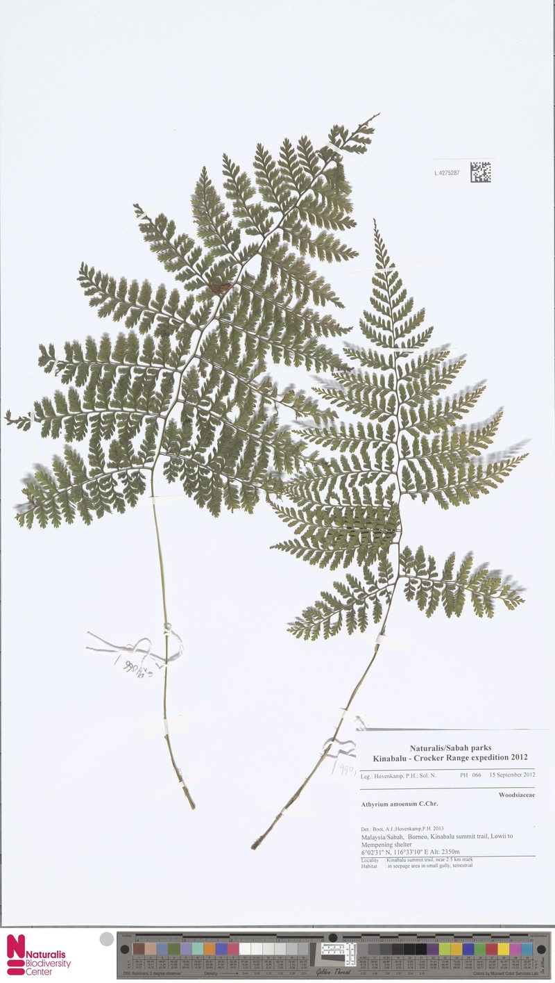 Athyrium amoenum photo 4