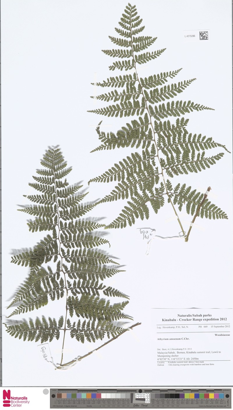 Athyrium amoenum photo 5