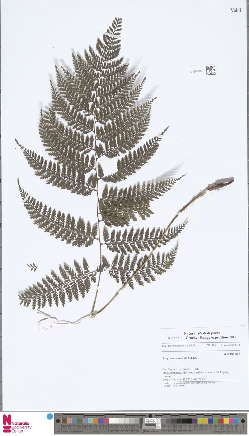 Athyrium amoenum photo 6
