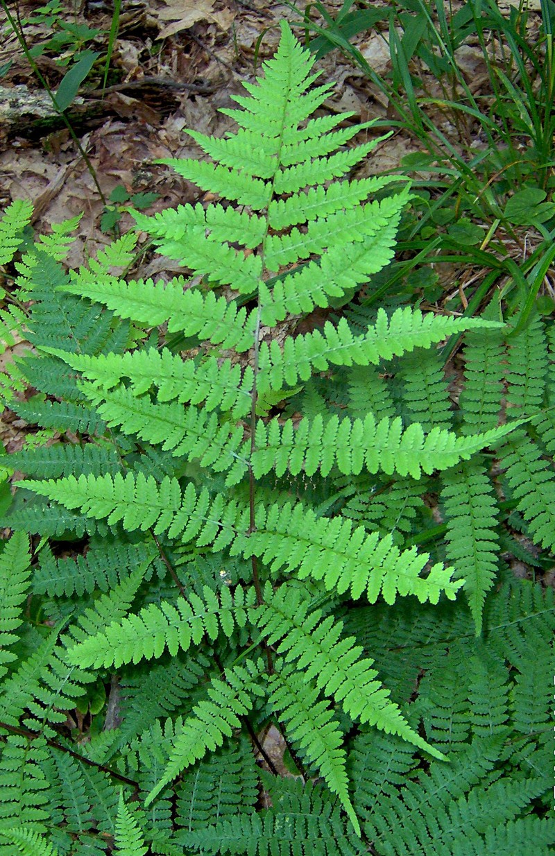 Athyrium angustum