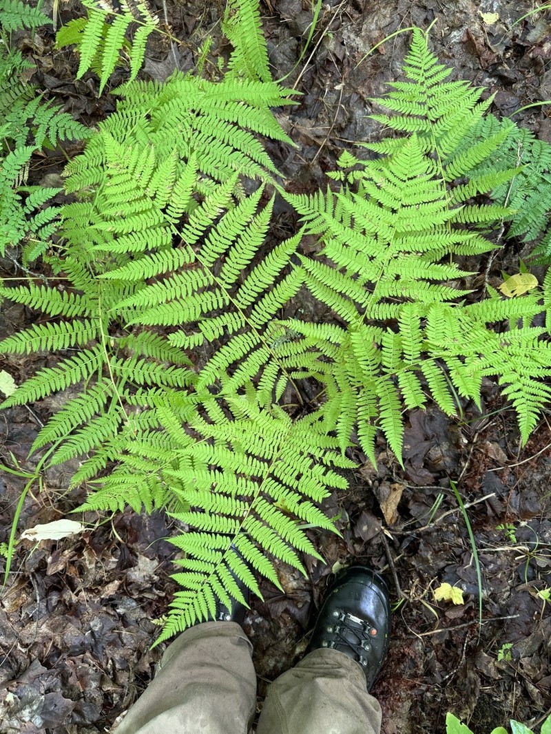 Athyrium angustum photo 2