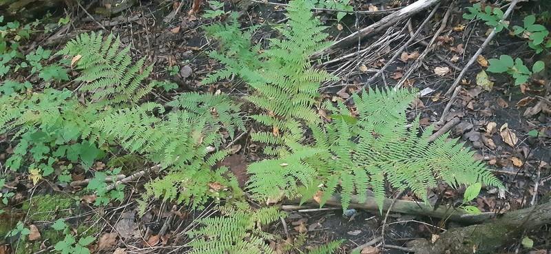 Athyrium angustum photo 3