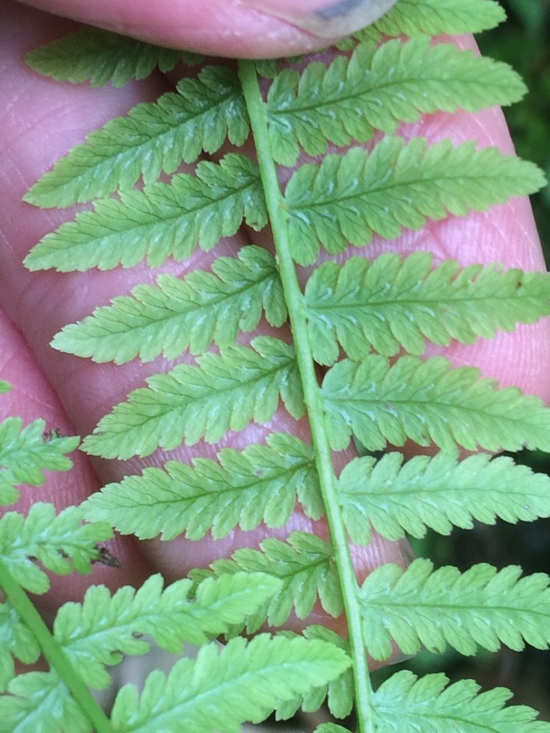 Athyrium angustum photo 4
