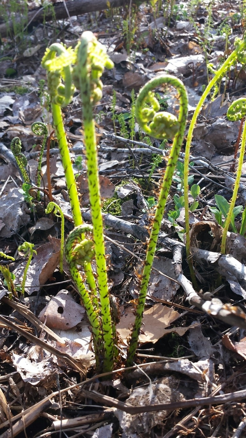 Athyrium angustum photo 5