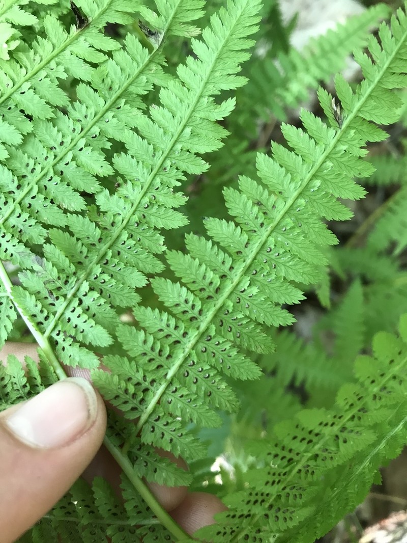 Athyrium angustum photo 6