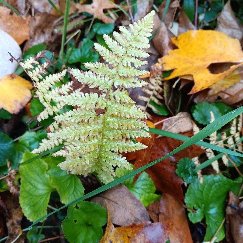 Athyrium angustum photo 7