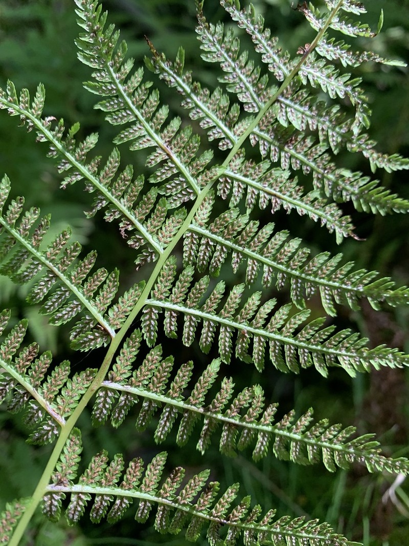 Athyrium angustum photo 8