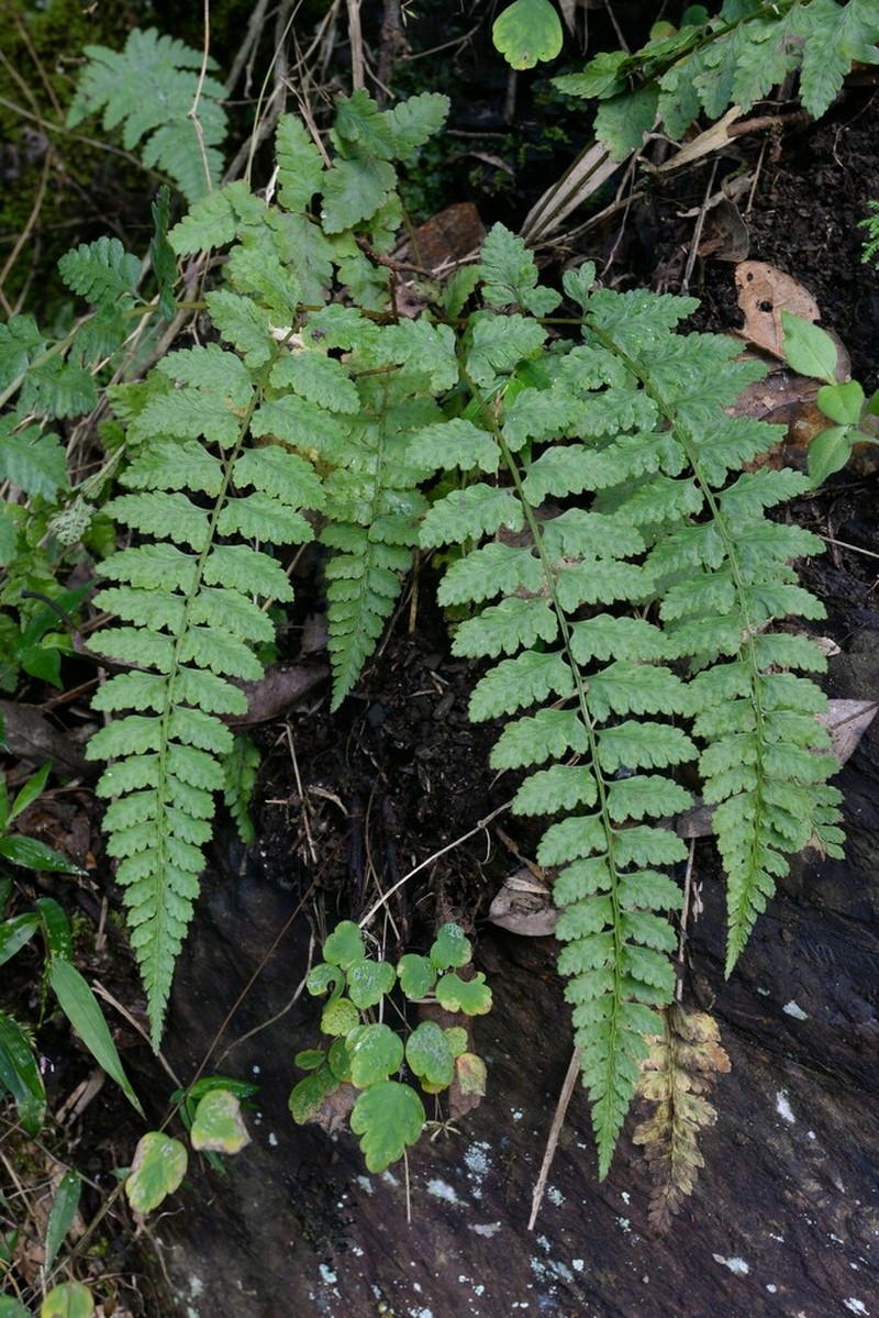 Athyrium anisopterum