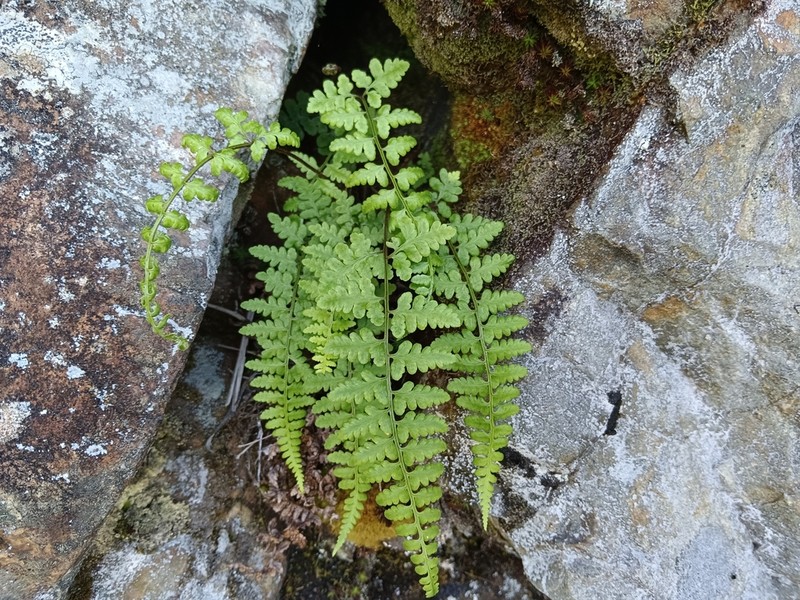 Athyrium anisopterum photo 2