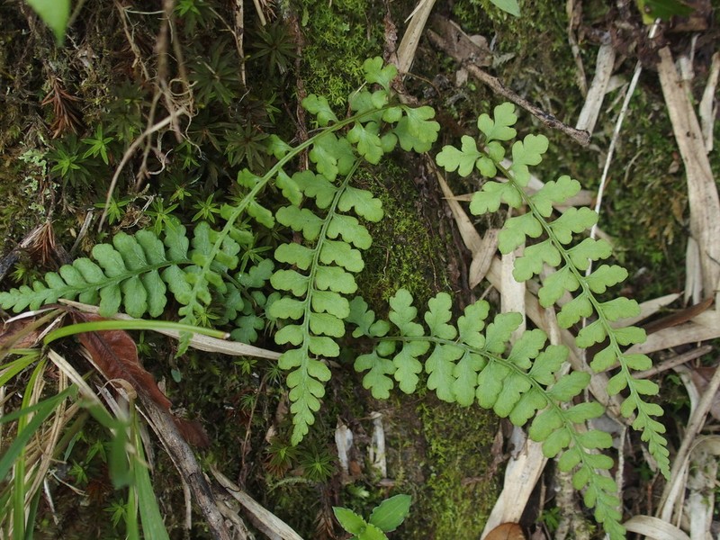 Athyrium anisopterum photo 3
