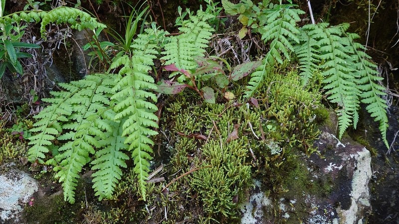 Athyrium anisopterum photo 4