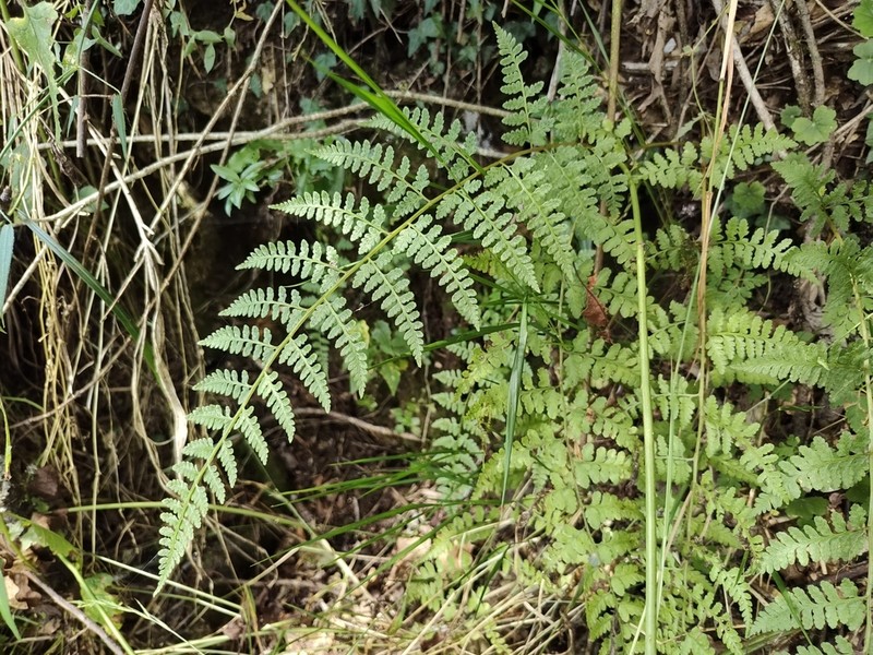 Athyrium anisopterum photo 5