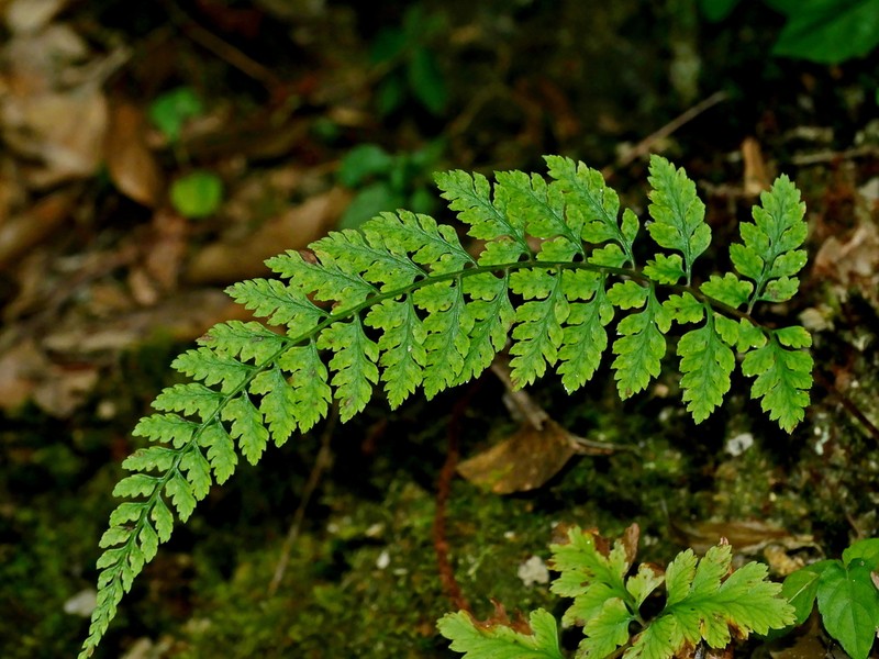 Athyrium anisopterum photo 6