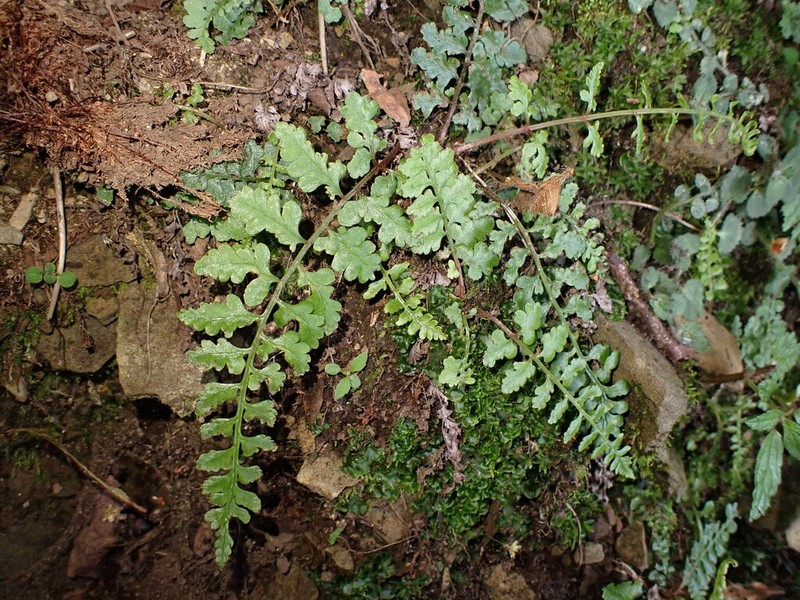 Athyrium anisopterum photo 7