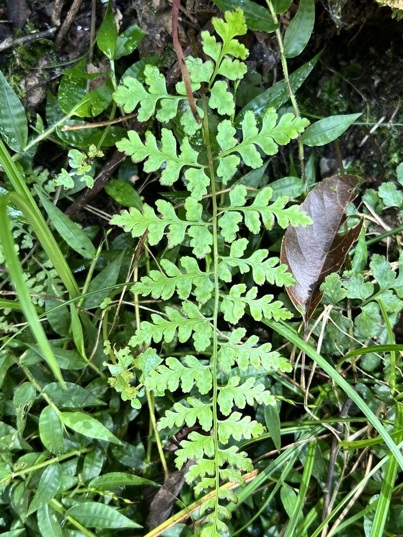 Athyrium anisopterum photo 8