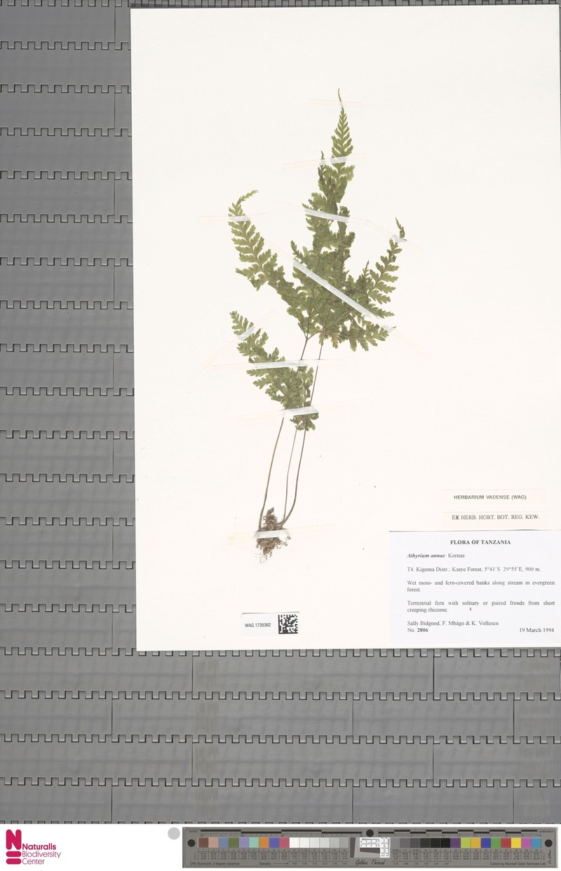 Athyrium annae